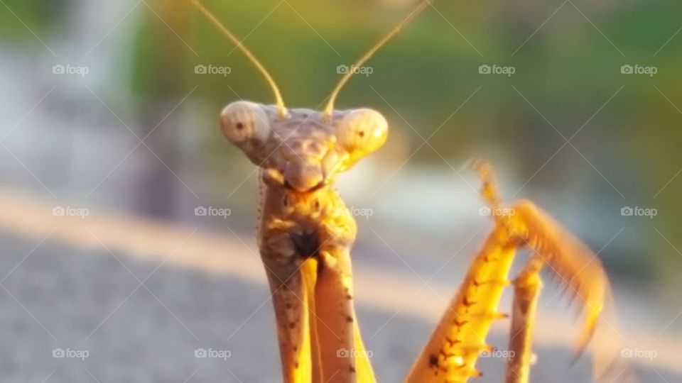 Praying Mantis