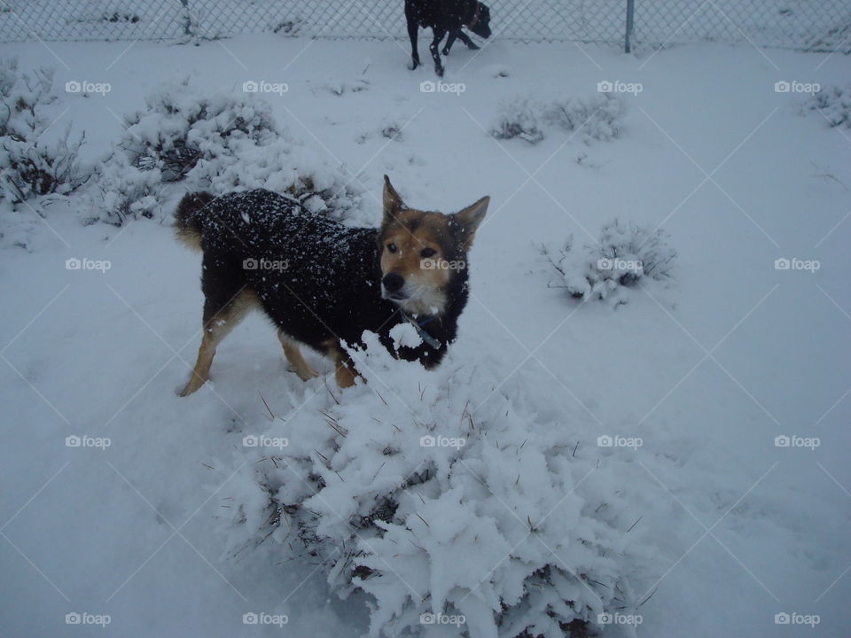 Dogs in snow. It snowed in Las Vegas one winter. The dogs loved it. 