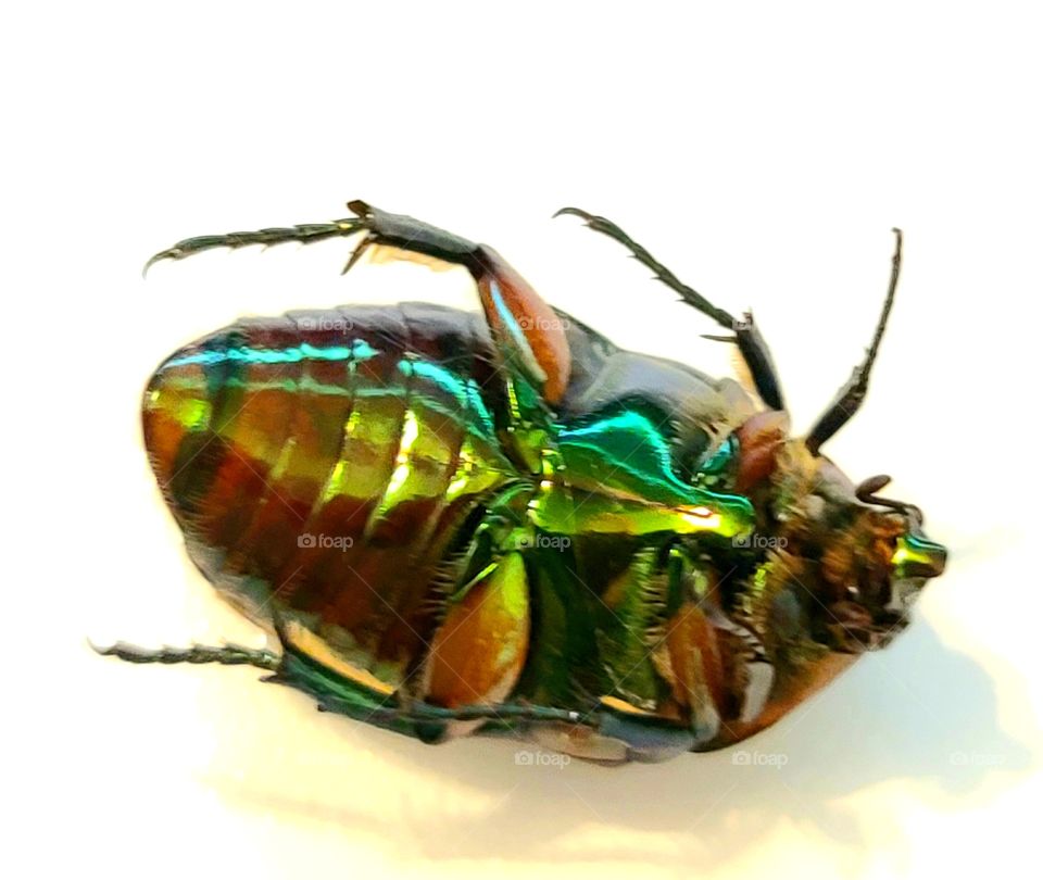 Emerald Green Bug