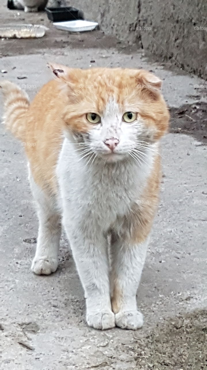 battle tomcat white and red