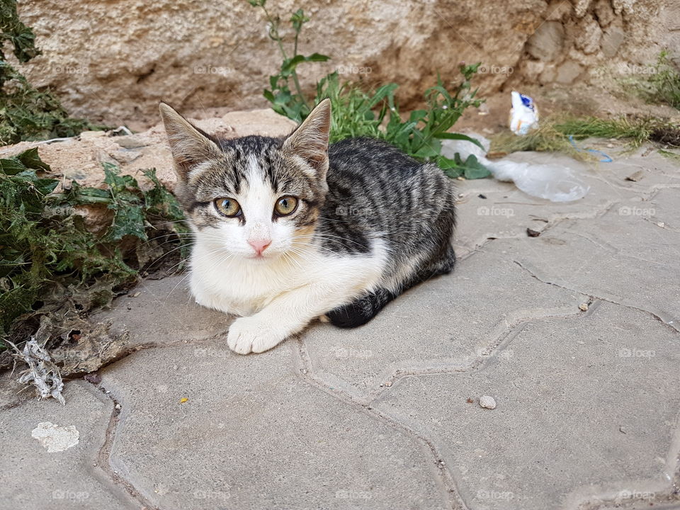 Cat looking at camera