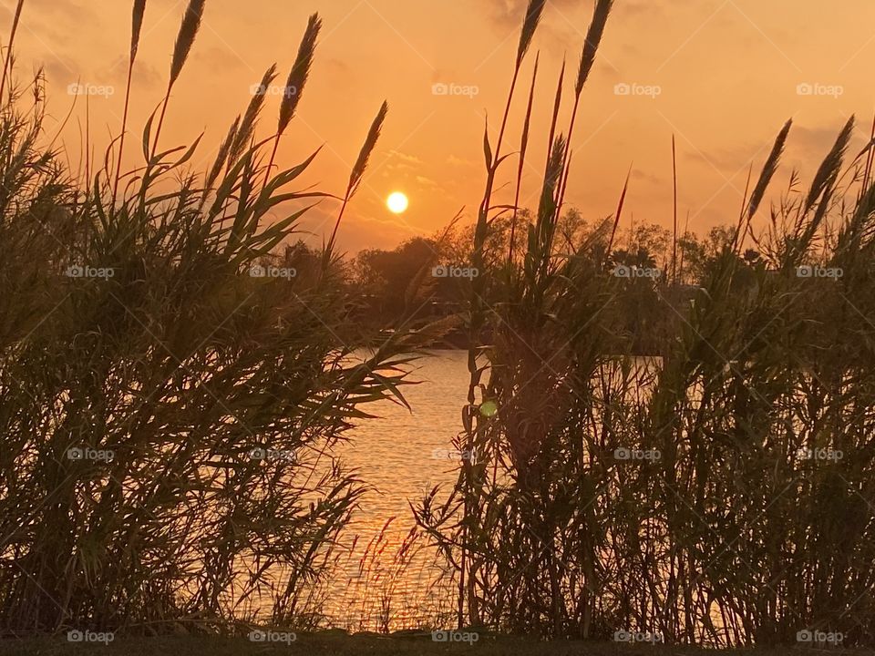 Parting Shot of the Cat Tails along the Lakebed Sundown is near andNight will soon be on us but wait the sun is hiding behind cloud bank.