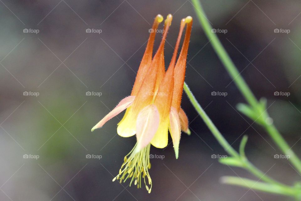 Orange Columbine 