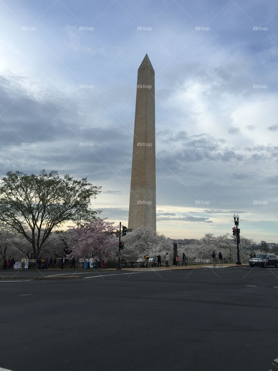 Washington Monument. Washington Monument with cherry blossoms blooming