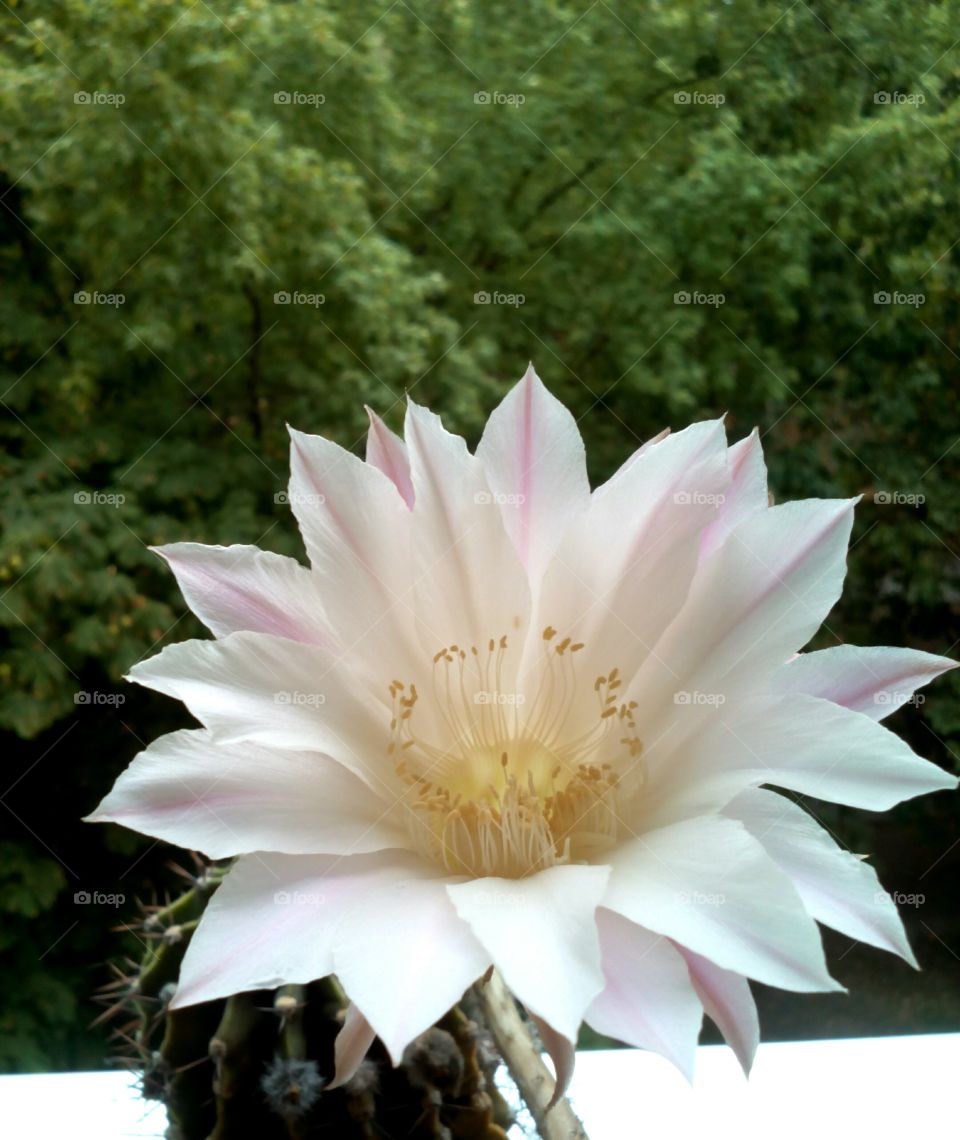 cactus flower