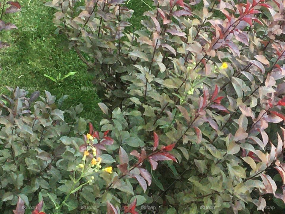 A colorful red, and green bush with some wild yellow flowers growing in it, from above on my deck