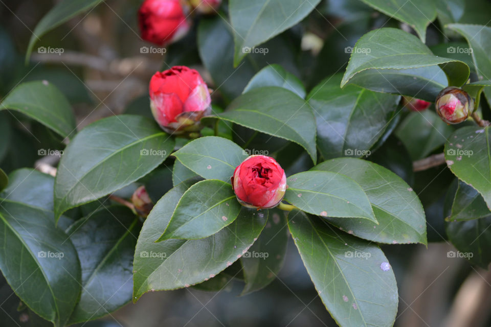 Camellia Buds