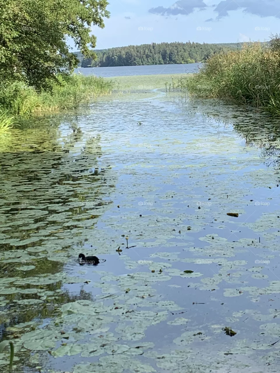 coot swims