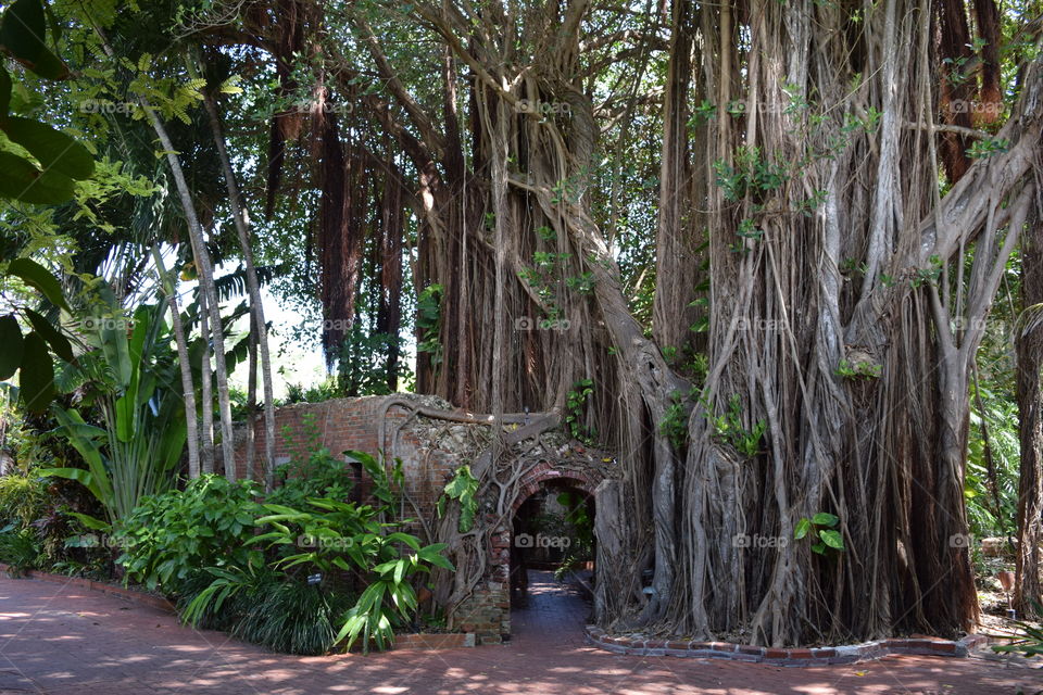 Strangler figs wrap around a host tree and brick wall at the Key West Garden Club in Key West, FL, July 2016.
