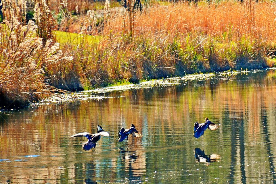 Three ducks flying 
