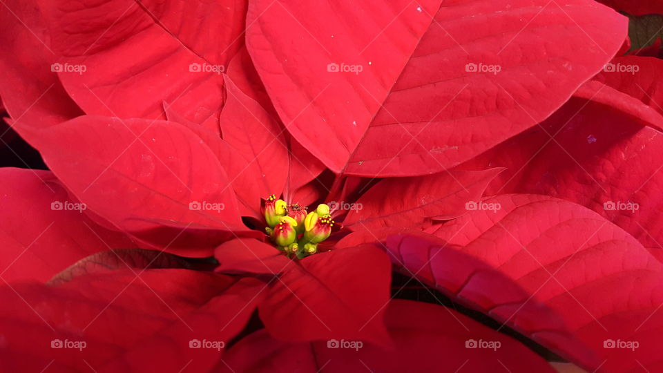 Extreme close-up of a  poinsettia