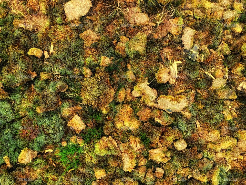 Colorful Moss Covered Floor