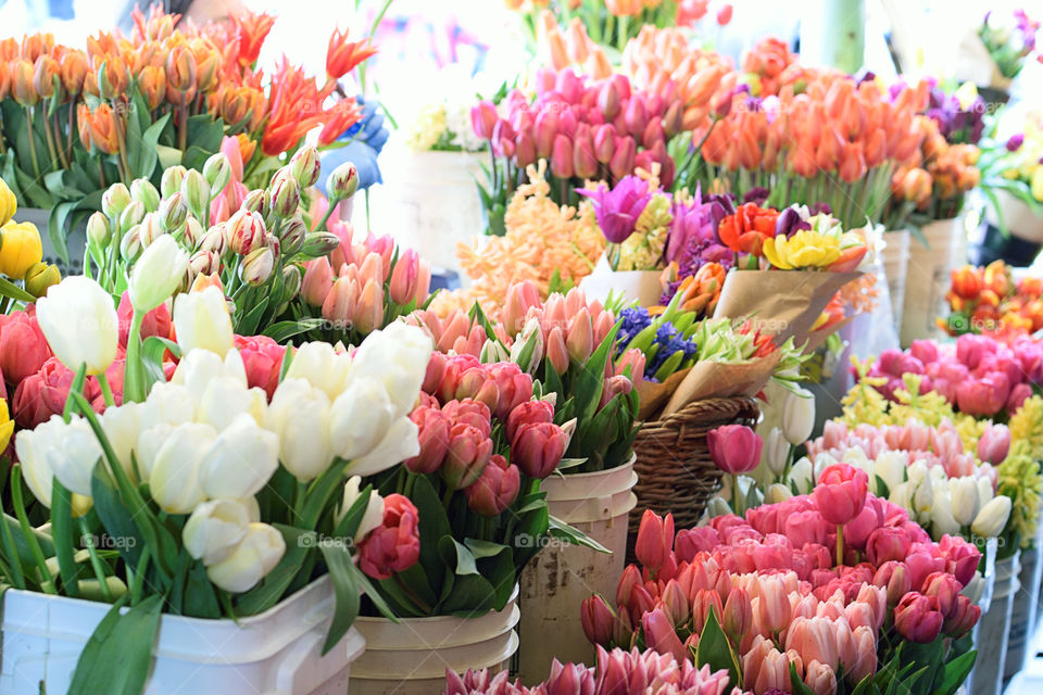 Various flowers in bloom