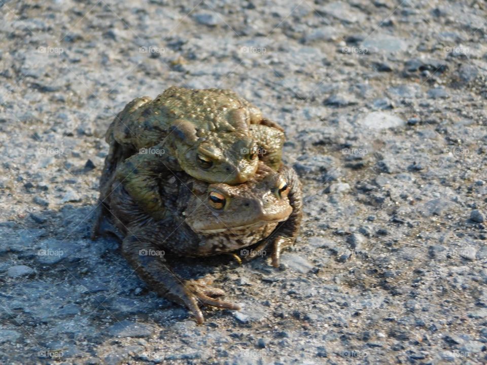 Toad 