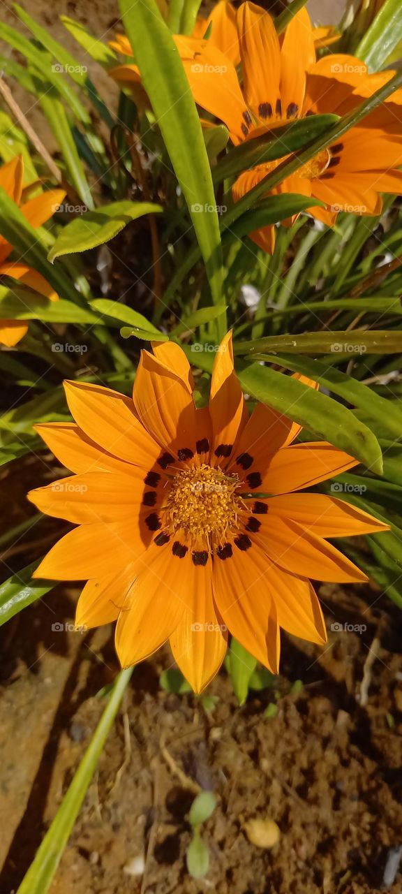 Flor compuesta amarilla