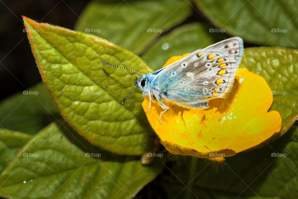 Butterfly on a yellow flowers