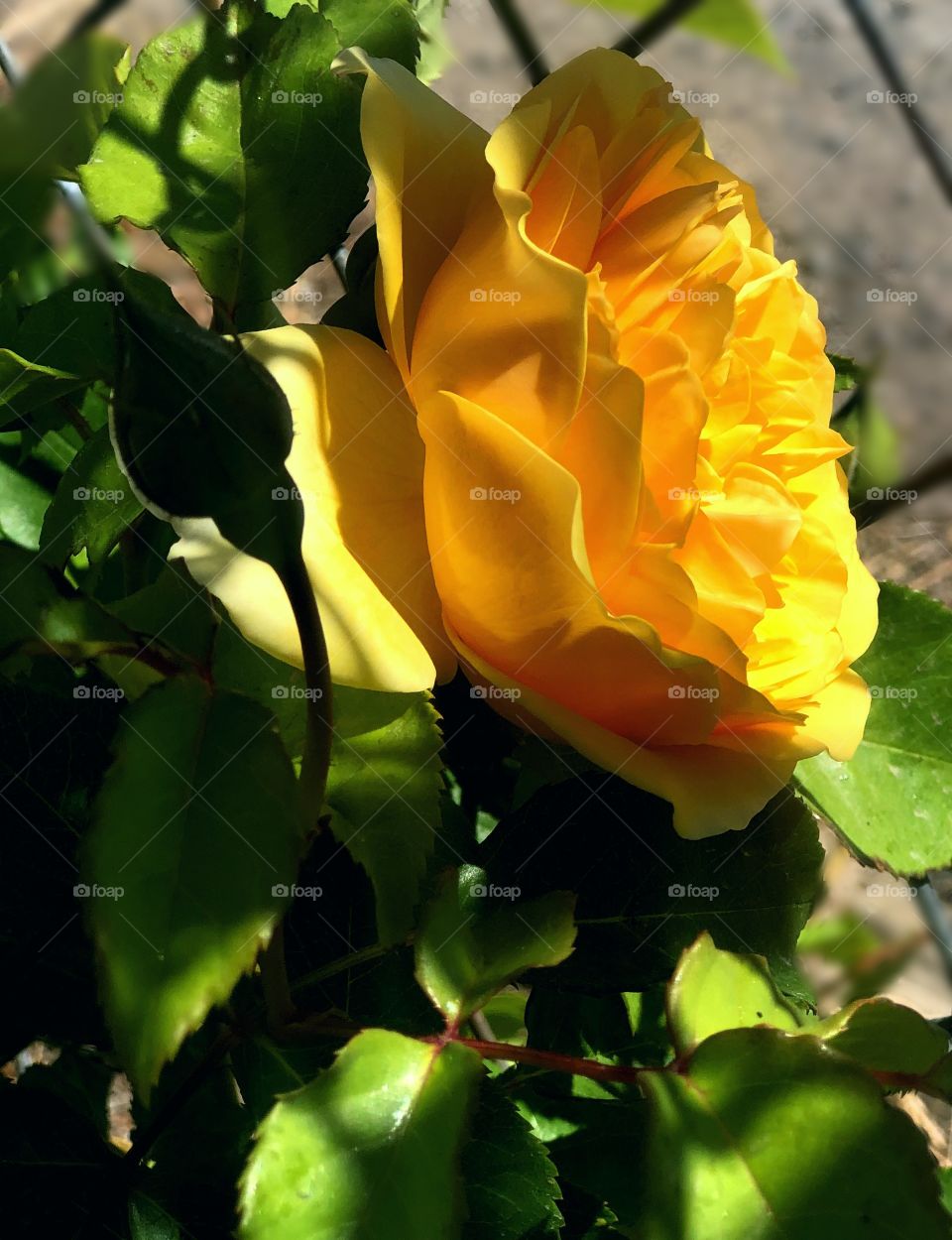Yellow rose on a fence