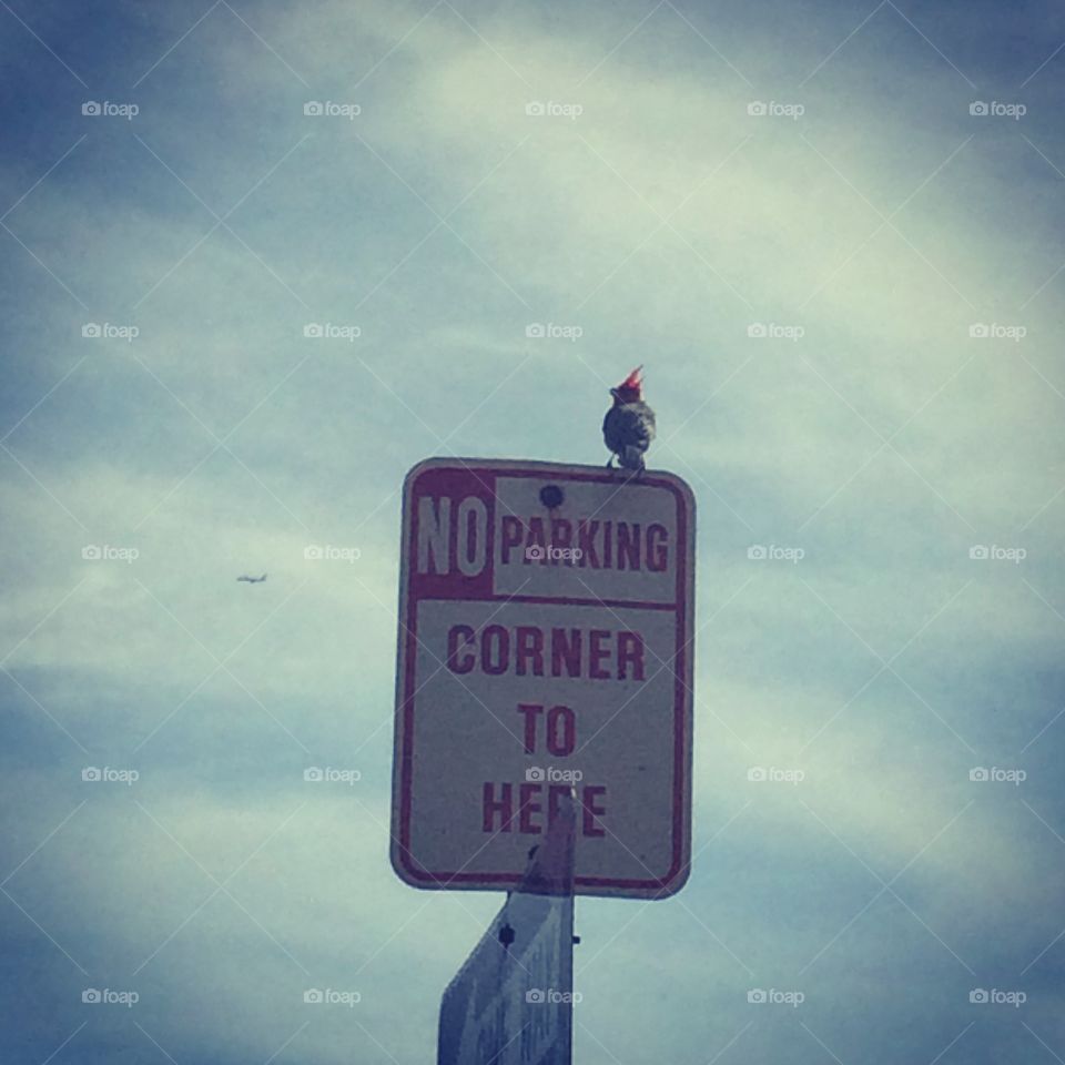 Red-crested Cardinal watching 777?. A bird on no parking sign seems to be watching a plane