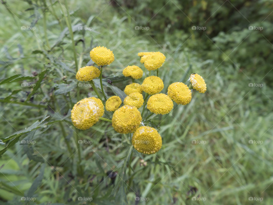 yellow wildflowers