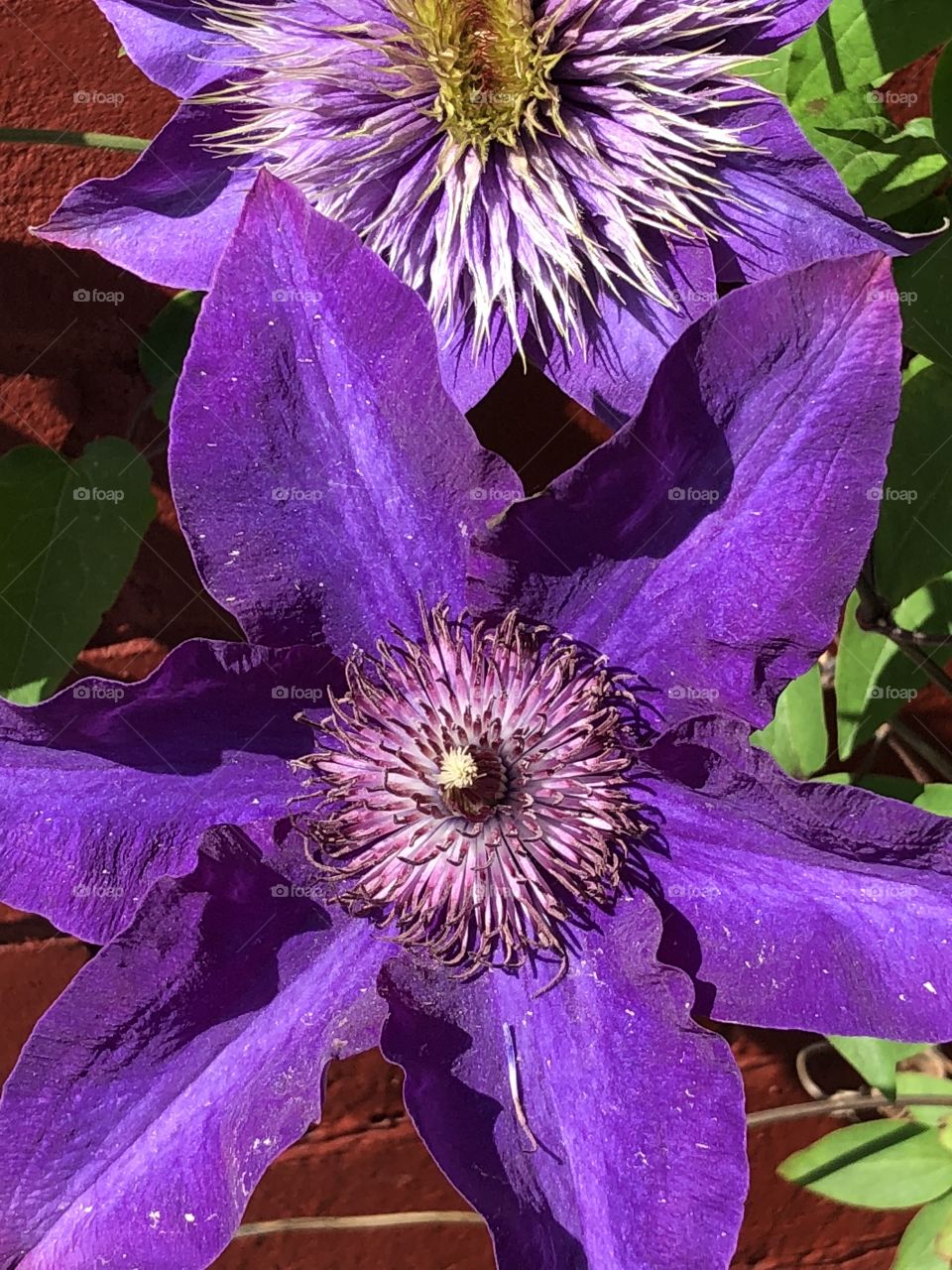 Purple clematis flower 