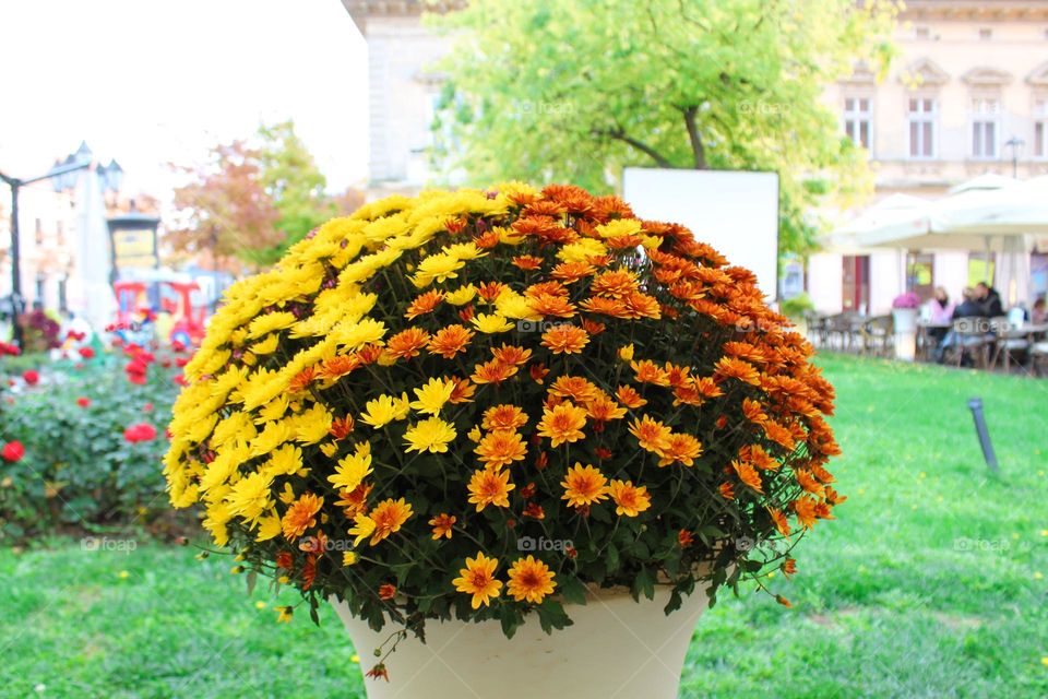 Close up of a large pot with yellow-orange Chrysanthemums in the town square.  Autumn scene