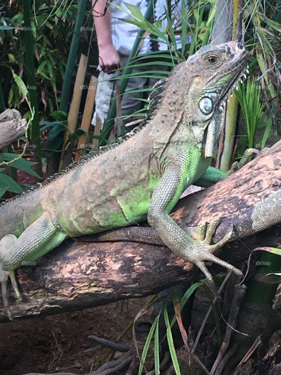 Iguana 