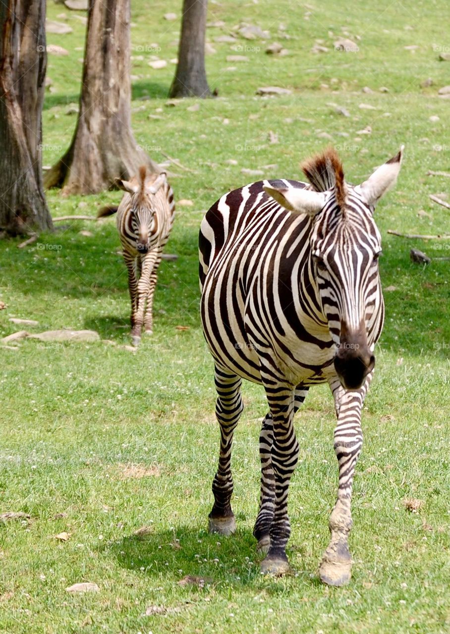 Mother zebra with colt following along