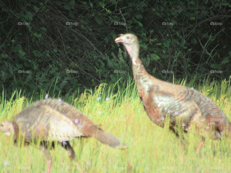 Nature, Wildlife, Animal, Wild, Bird