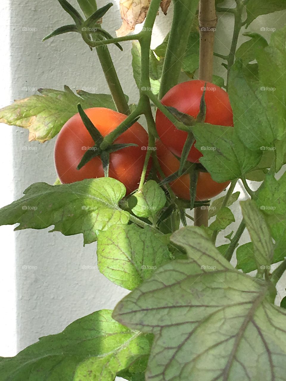 Red tomatoes on the balcony 