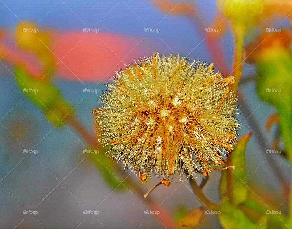 Close up of dandelion flower