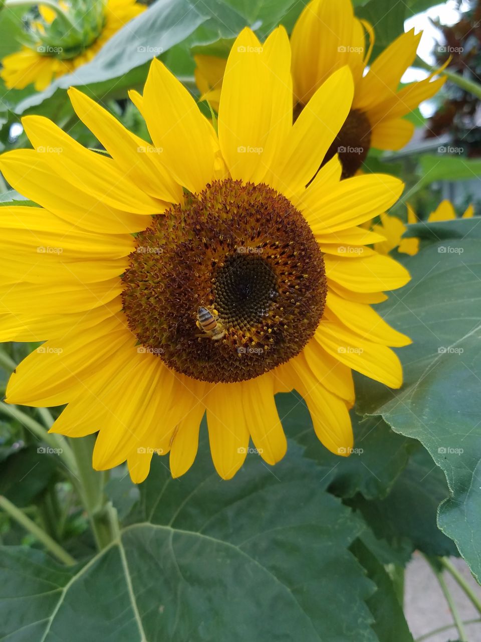 Happy sunflowers