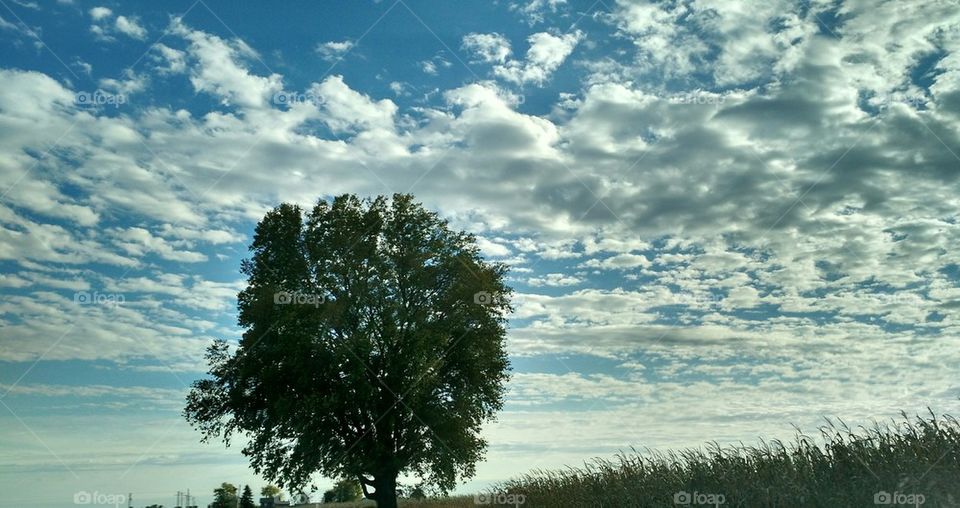 fields trees and sky