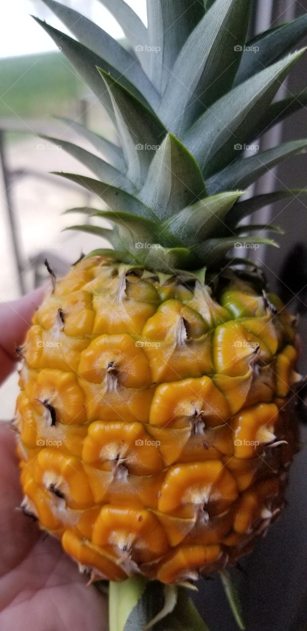 pineapple