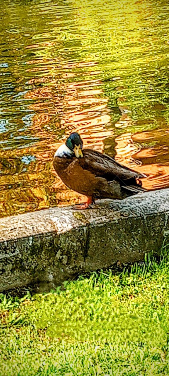 Duck Near Water