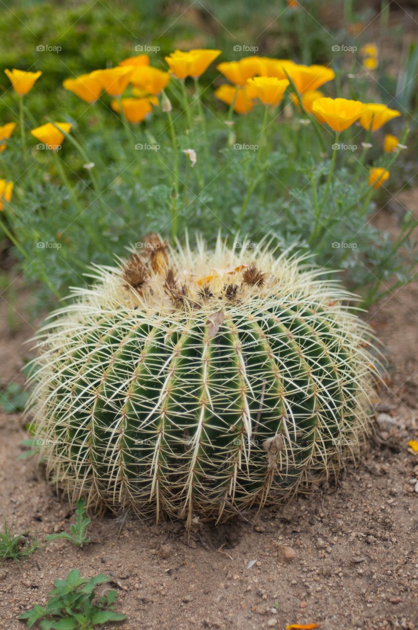 Cactus