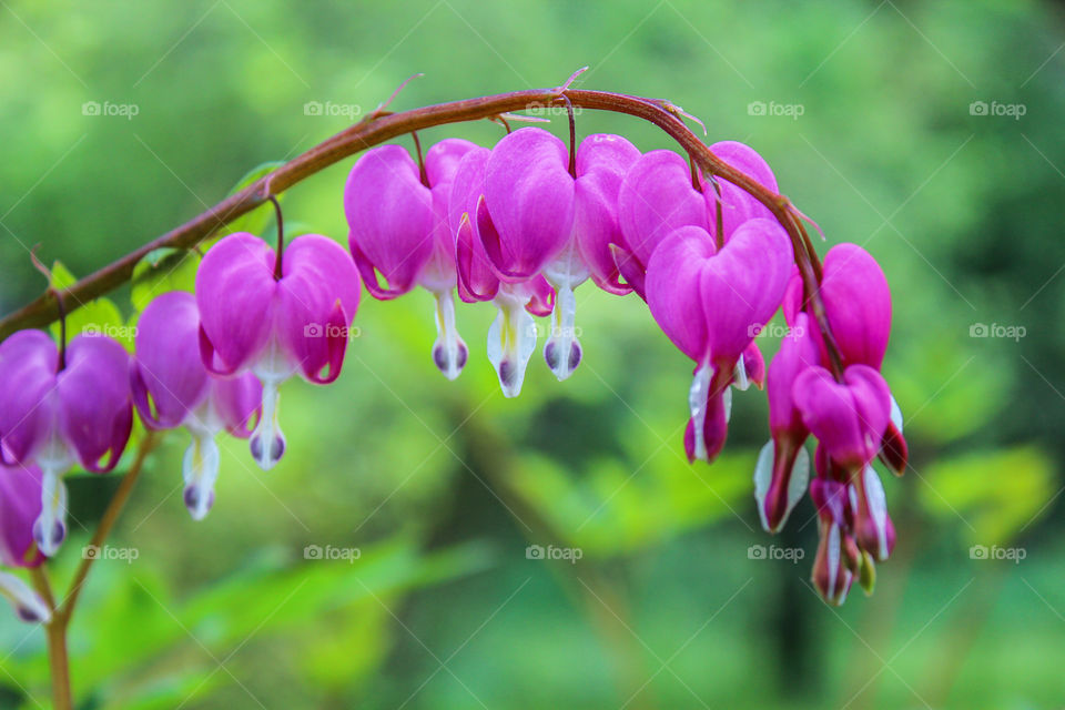 purple flowers