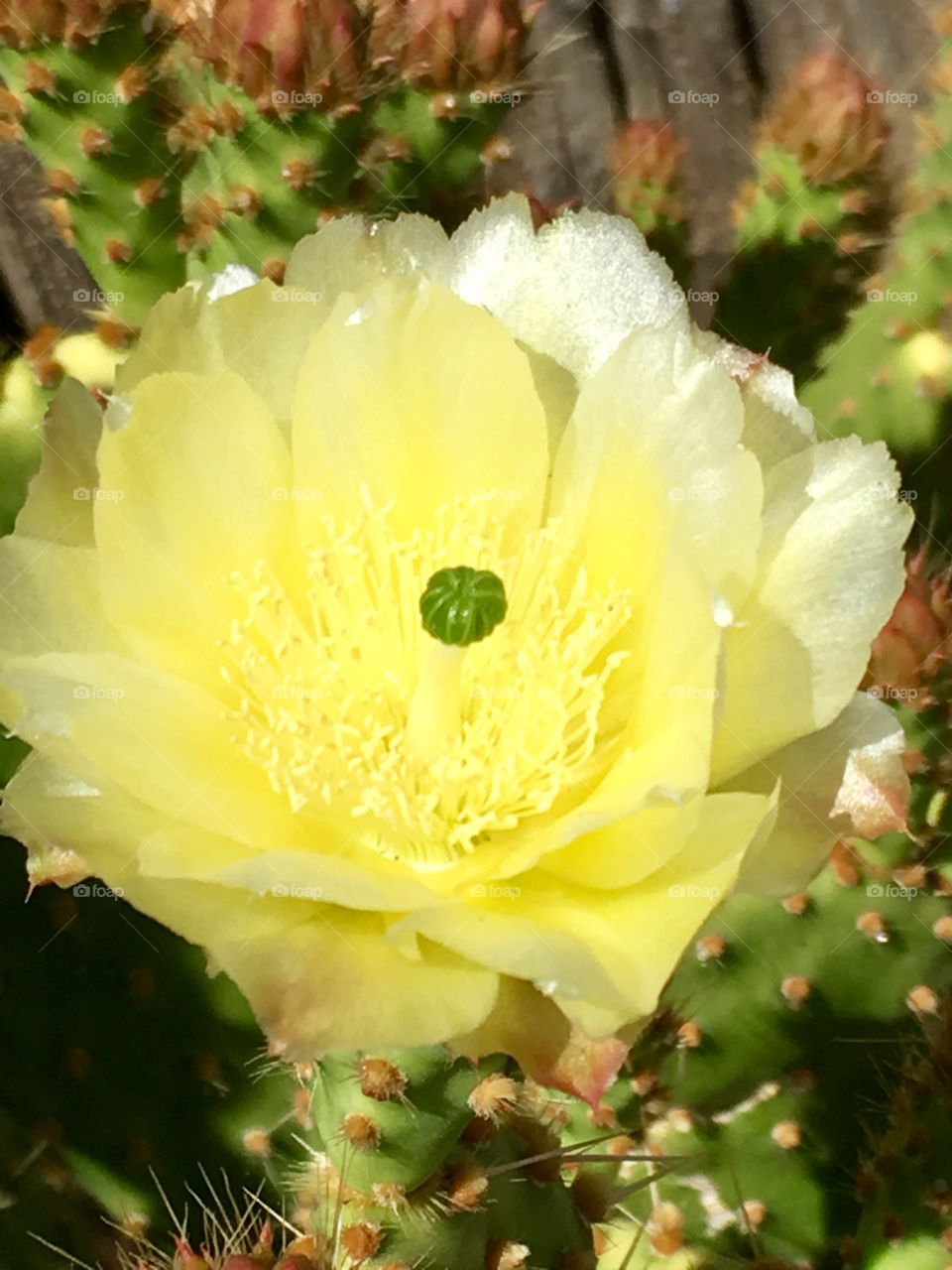 Yellow cactus flower 