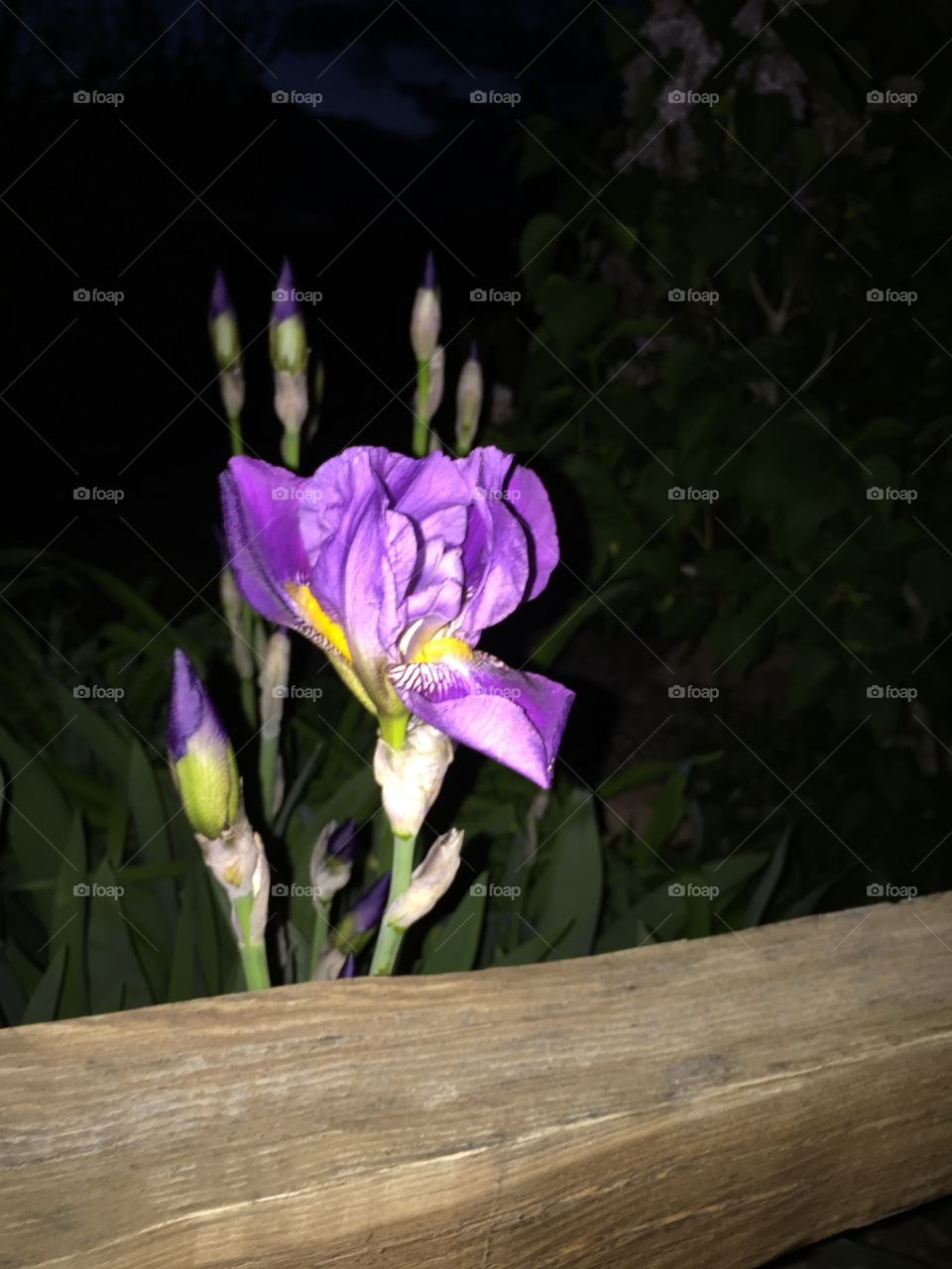 Iris at Night