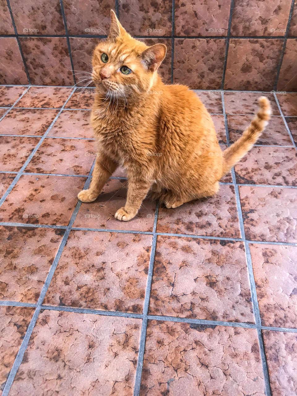 Full length ginger tabby cat sitting on tile flooring 