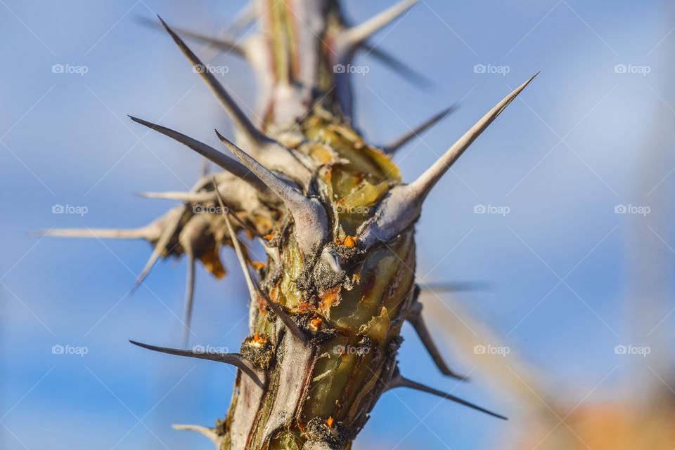 Pricklish cactus