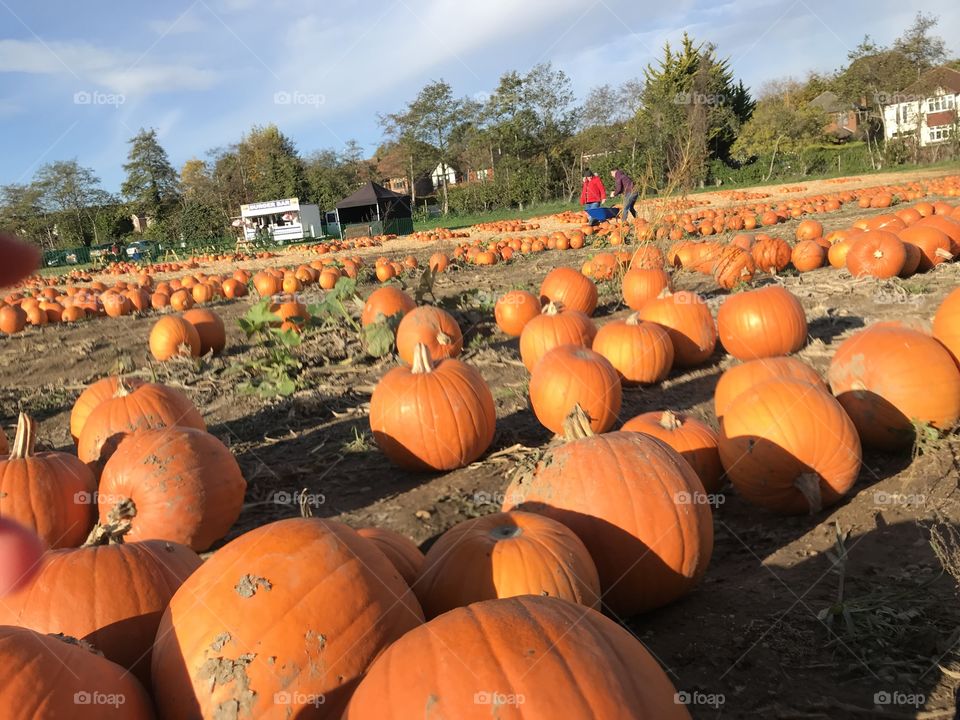 Pumpkin season 