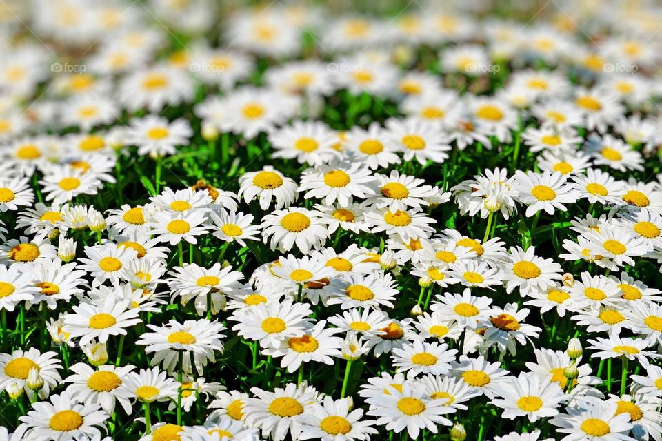 chamomile flowers