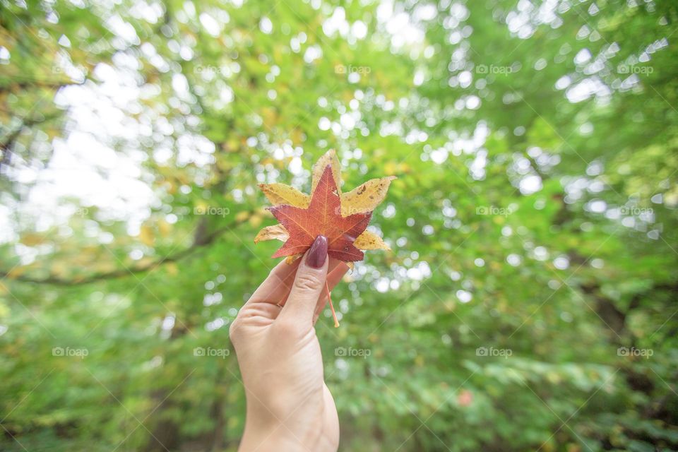 Hello fall 