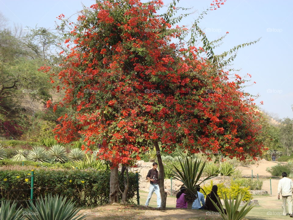 Tree, Garden, Leaf, Flower, Flora