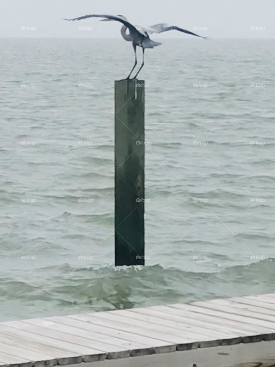 Same blue heron landing on the other piling in the bay - he didn’t want his photo taken 😉