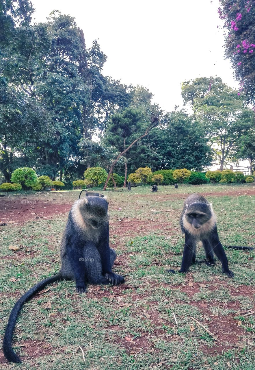 Monkeys at City Park Nairobi