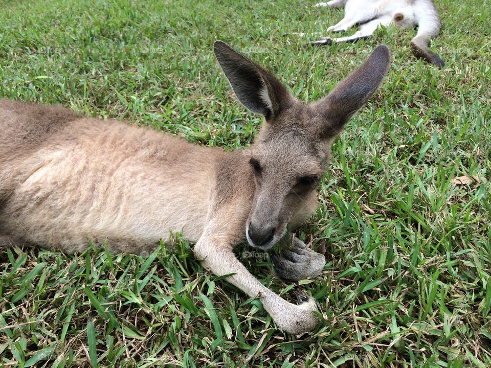 Kangaroo 
