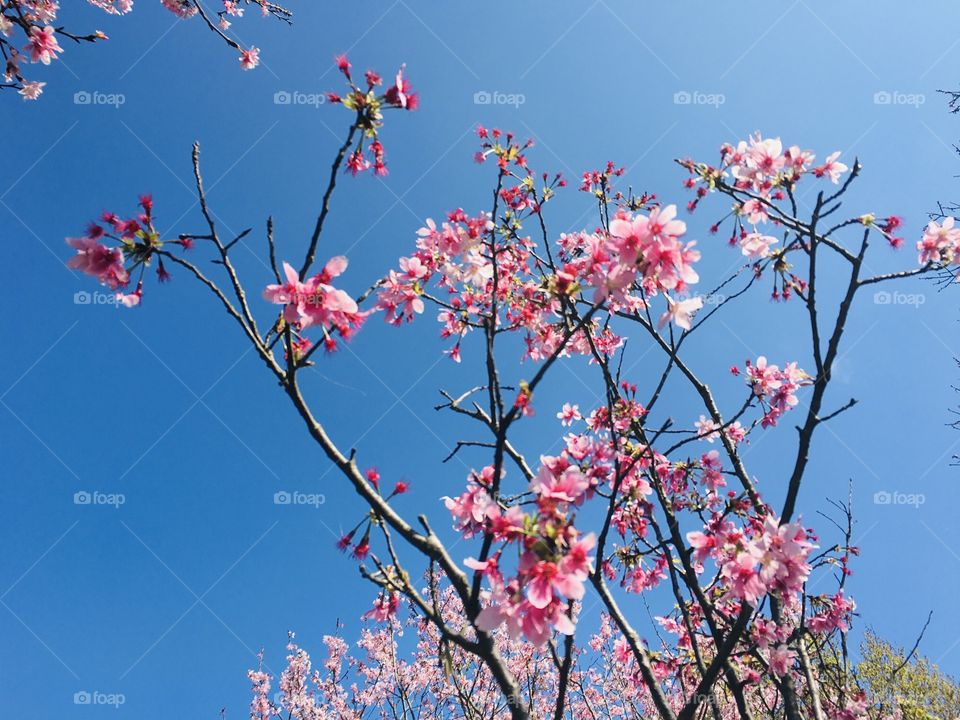 Sakura flower 🌺