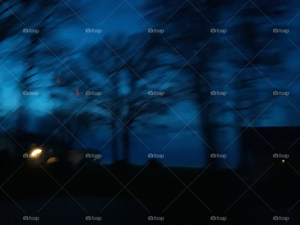 blurry dusk trees