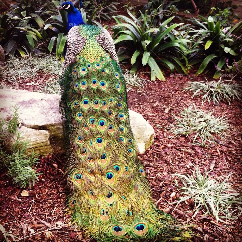 Peacock in a garden